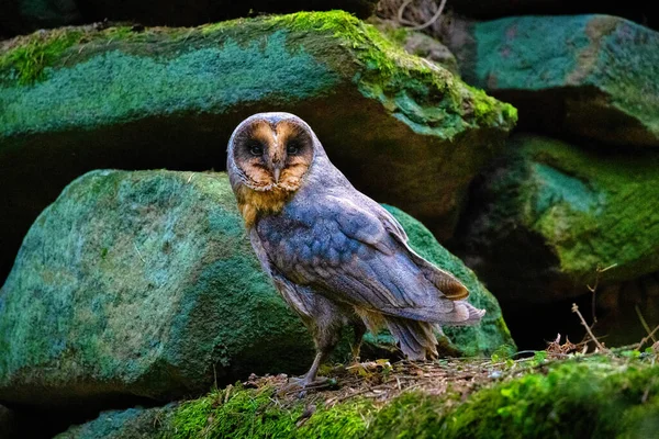 Bohemian Moravian Dağları Ndaki Baykuş Ahırı Sana Dik Dik Bakıyor — Stok fotoğraf