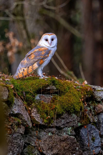波希米亚 摩拉维亚高地Barn Owl的白色形态 盯着你看高质量的照片 — 图库照片