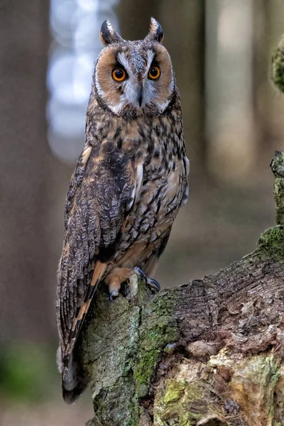 Long Eared Owl Asio Otus Bohemian Moravian Highlands Staring You — Stock Photo, Image