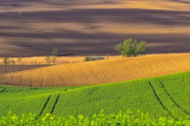Moravya 'nın güneyinde Moravya Tuscany adında güzel yuvarlanan bir manzara. Çek Cumhuriyeti 'nden. Yüksek kalite fotoğraf