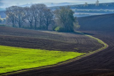 Moravya 'nın güneyinde Moravya Tuscany adında güzel yuvarlanan bir manzara. Çek Cumhuriyeti 'nden. Yüksek kalite fotoğraf
