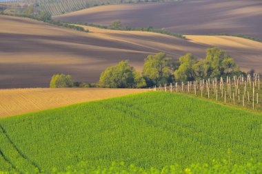 Moravya 'nın güneyinde Moravya Tuscany adında güzel yuvarlanan bir manzara. Çek Cumhuriyeti 'nden. Yüksek kalite fotoğraf