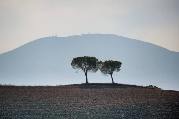 Pitoresque Περιοχή Τοσκάνη Μόνη Στον Ορίζοντα Ιταλία Υψηλής Ποιότητας Φωτογραφία — Φωτογραφία Αρχείου
