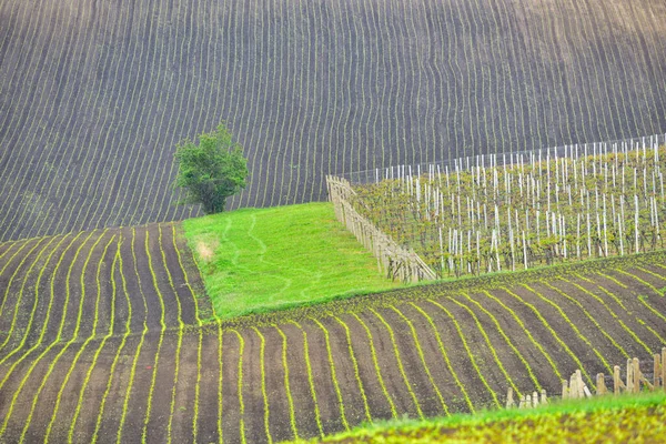 Hermoso Paisaje Ondulado Moravia Del Sur Llamado Moravia Toscana República — Foto de Stock