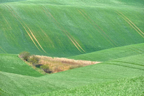 Moravya Nın Güneyinde Moravya Tuscany Adında Güzel Yuvarlanan Bir Manzara — Stok fotoğraf