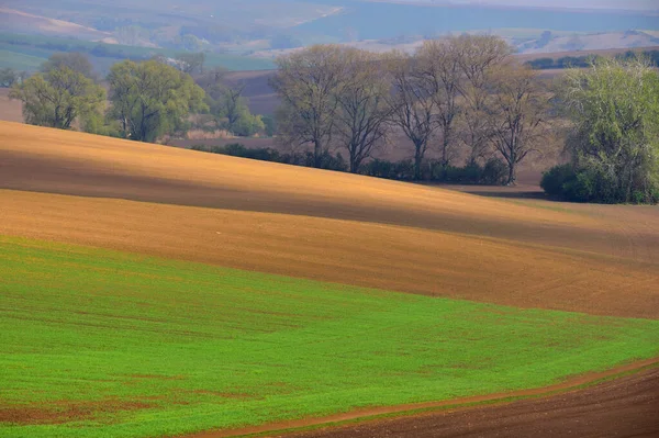 Piękny Krajobraz Morawach Południowych Nazwie Morawski Toskania Czechy Wysokiej Jakości — Zdjęcie stockowe