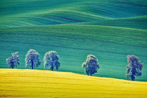 Moravya 'nın güneyinde Moravya Tuscany adında güzel yuvarlanan bir manzara. Çek Cumhuriyeti 'nden. Yüksek kalite fotoğraf