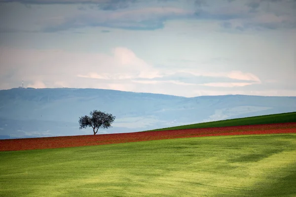 Beautiful Rolling Landscape South Moravia Called Moravian Tuscany Czech Republic — Stock Photo, Image