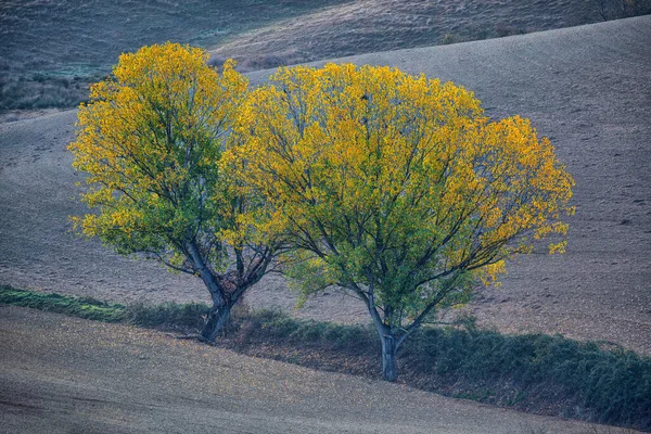 Pitoresque Περιοχή Τοσκάνη Κίτρινα Φύλλα Στα Δέντρα Στην Ιταλία Υψηλής — Φωτογραφία Αρχείου
