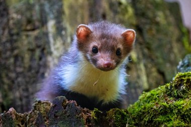 Beech martens, Look, I am here. High quality photo