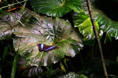 Papilio palinurus in Prague Botanical Garden, Fata Morgana greenhouse.