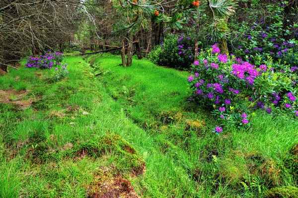 Fairy Tale Landscape Rhododendrons Glen Etive Highlands Scotland High Quality — Φωτογραφία Αρχείου