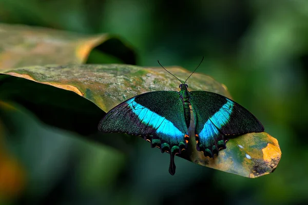Papilio Palinurus Prague Botanical Garden Fata Morgana Greenhouse — стокове фото