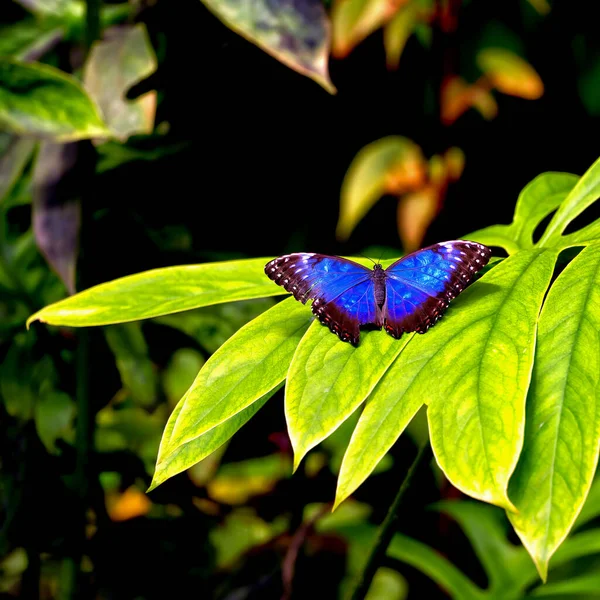 Metallic Blue Morpho Butterfly Leaf Prague Botanical Garden Fata Morgana — стоковое фото