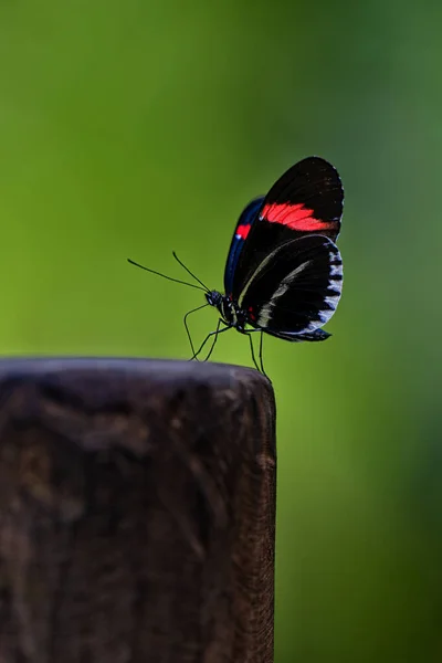 Postman Butterfly Heliconius Melpomene Prague Botanical Garden Fata Morgana Greenhouse — Foto Stock