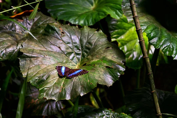 Papilio Palinurus Prague Botanical Garden Fata Morgana Greenhouse — Fotografia de Stock