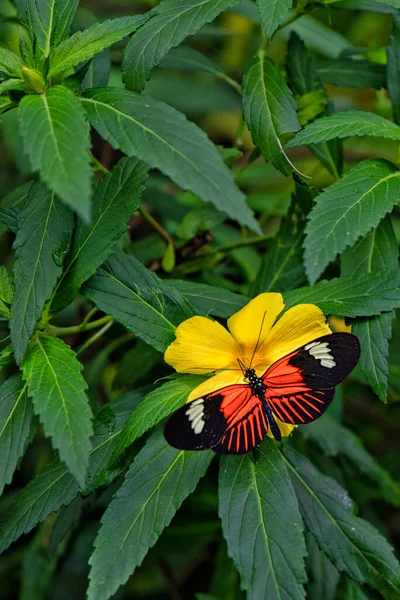 Postman Butterfly Heliconius Melpomene Prague Botanical Garden Fata Morgana Greenhouse — Stockfoto