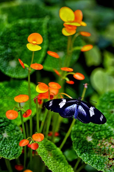 Blue Moon Butterfly on Begonia in Prague Botanical Garden, Fata Morgana greenhouse.