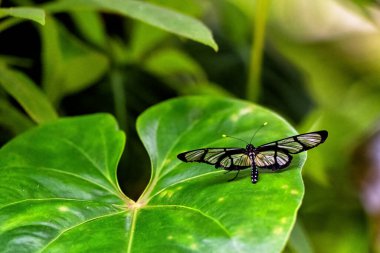 Greta Oro in Prague Botanical Garden, Fata Morgana greenhouse.