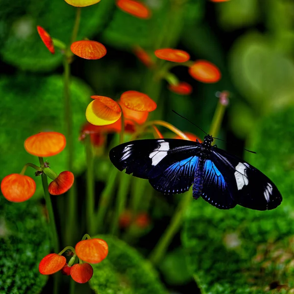 Blue Moon Butterfly on Begonia in Prague Botanical Garden, Fata Morgana greenhouse.