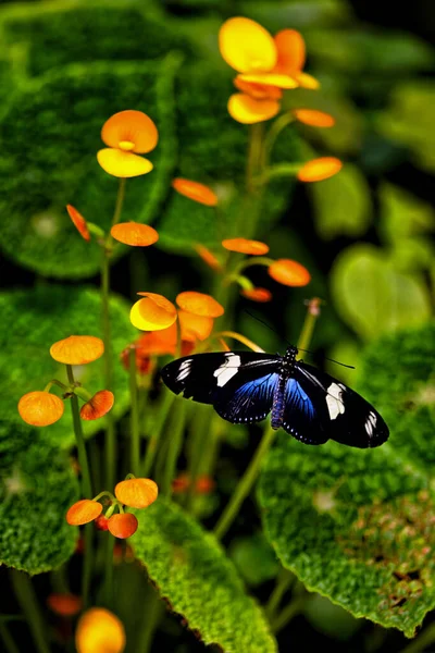 Blue Moon Butterfly Begonia Prague Botanical Garden Fata Morgana Greenhouse — стокове фото