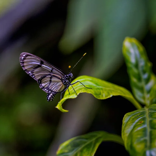 Transparent Wings Butterfly Greta Oro Prague Botanical Garden Fata Morgana — стоковое фото