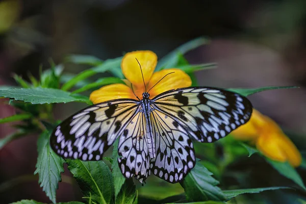 Паперовий Змій Метелик Райс Паперовий Метелик Idea Leuconoe Празькому Ботанічному — стокове фото