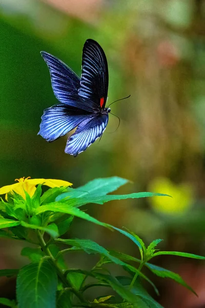 Great Mormon Butterfly Papilio Memnon Prague Botanical Garden Fata Morgana — стокове фото