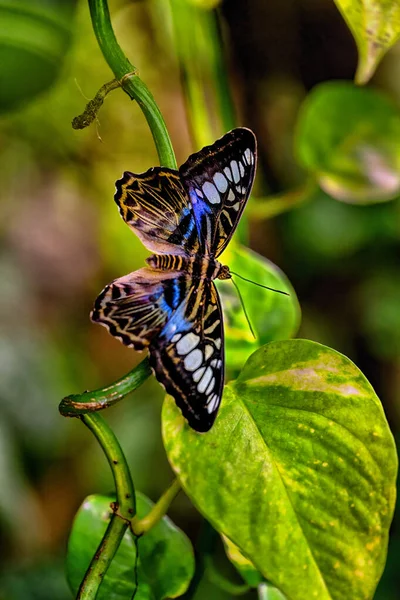 Kallima Sylvia Butterfly Prague Botanical Garden Fata Morgana Greenhouse — 图库照片