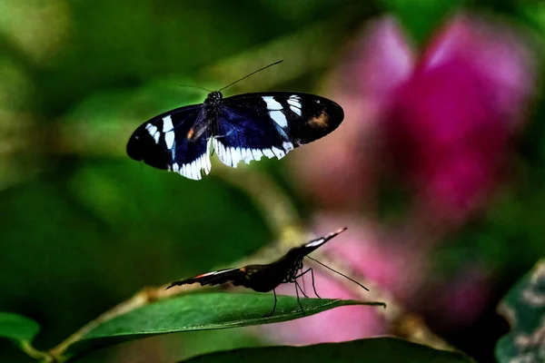 Sara Longwind Butterfly Heliconius Sara High Quality Photo — Stok fotoğraf