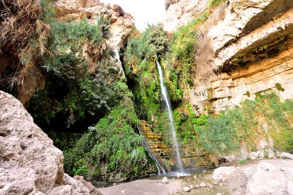 Holy Land of Israel. Ein Ghedi Reserve. High quality photo