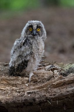Owl. Bohemian Moravian Highland field. High quality photo