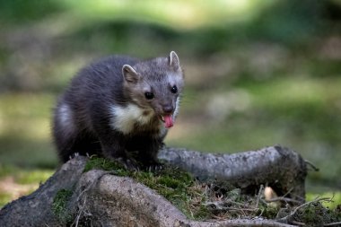 Wild animal Martes foina in the forrest. High quality photo