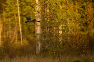 Finlandiya 'da vahşi yaşam. Ayılar, Wolverine ve kuşlar. Yüksek kalite fotoğraf