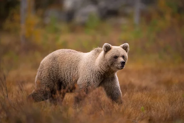 Dzika Przyroda Finlandii Niedźwiedzie Wolverine Ptaki Wysokiej Jakości Zdjęcie — Zdjęcie stockowe