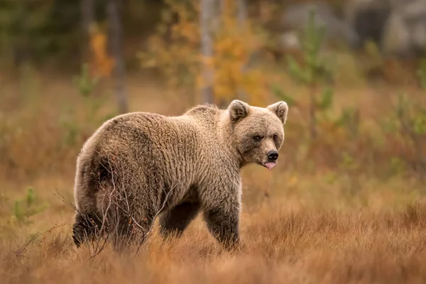 Vida Selvagem Finlândia Ursos Wolverine Pássaros Foto Alta Qualidade — Fotografia de Stock