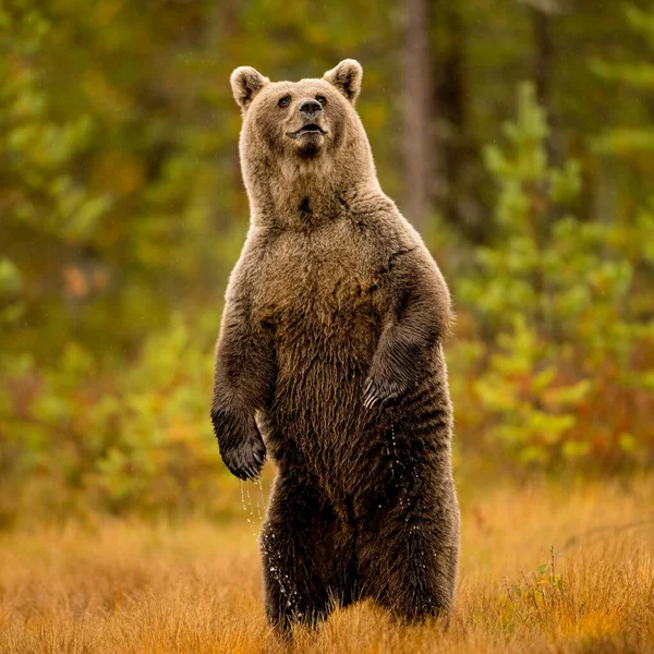 Finlandiya 'da vahşi yaşam. Ayılar, Wolverine ve kuşlar. Yüksek kalite fotoğraf