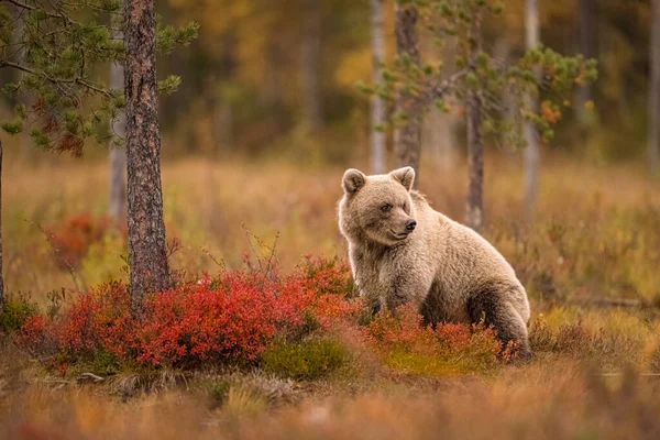 Dzika Przyroda Finlandii Niedźwiedzie Wolverine Ptaki Wysokiej Jakości Zdjęcie — Zdjęcie stockowe