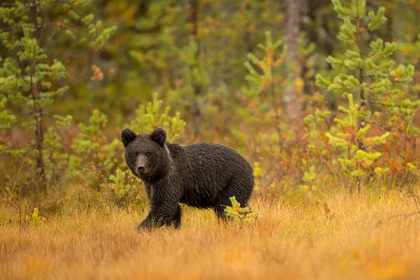 Faune Sauvage Finlande Ours Carcajou Oiseaux Photo Haute Qualité — Photo