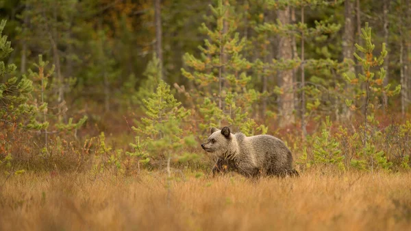 Wildlife Finland Bears Wolverine Birds High Quality Photo — Stock Photo, Image