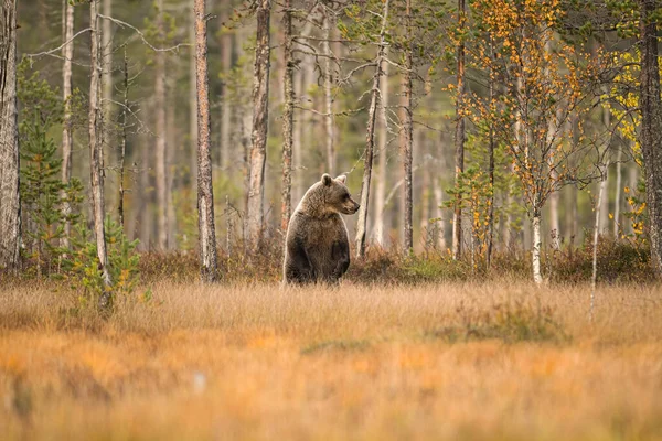 Djurlivet Finland Björnar Järvar Och Fåglar Högkvalitativt Foto — Stockfoto