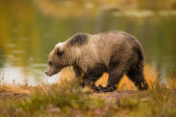 フィンランドの野生動物 熊とウルヴァリンと鳥 高品質の写真 — ストック写真