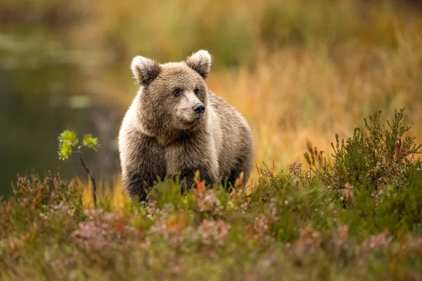 Faune Sauvage Finlande Ours Carcajou Oiseaux Photo Haute Qualité — Photo