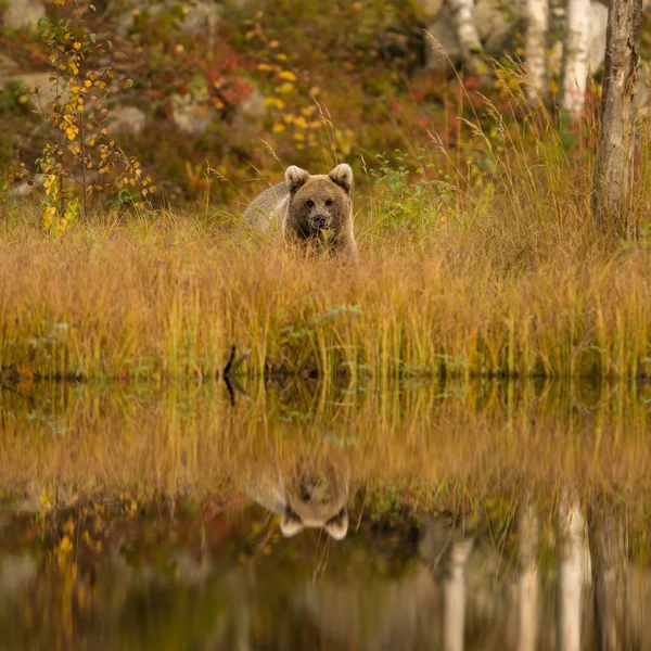 芬兰的野生动物 狼和鸟 高质量的照片 — 图库照片