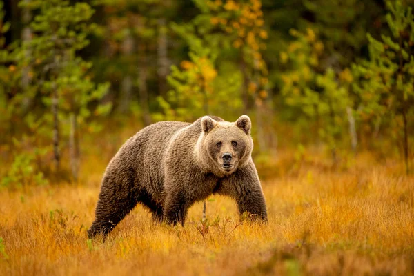 Vida Selvagem Finlândia Ursos Wolverine Pássaros Foto Alta Qualidade — Fotografia de Stock