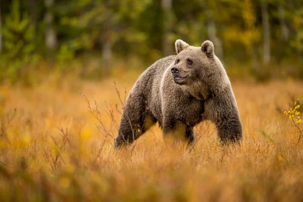 Finlandiya Vahşi Yaşam Ayılar Wolverine Kuşlar Yüksek Kalite Fotoğraf — Stok fotoğraf