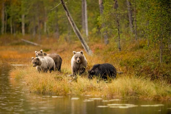 Faune Sauvage Finlande Ours Carcajou Oiseaux Photo Haute Qualité — Photo