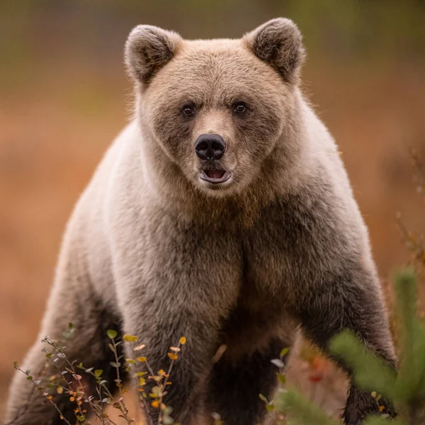 Wildtiere Finnland Bären Vielfraße Und Vögel Hochwertiges Foto — Stockfoto