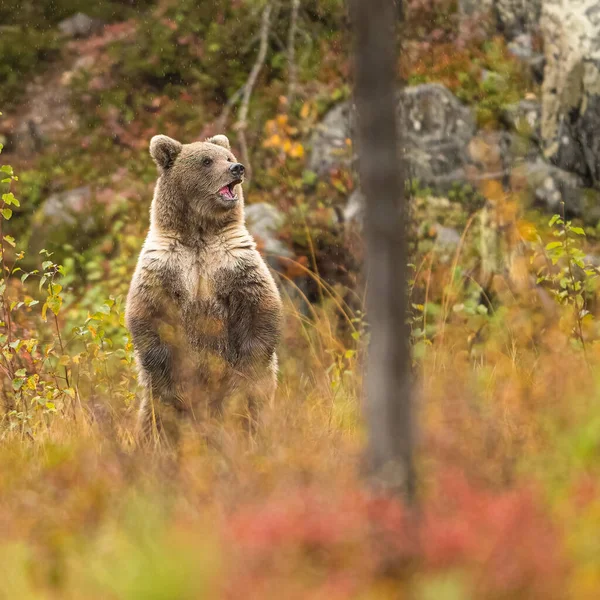 Wildlife Finland Bears Wolverine Birds High Quality Photo — Stock Photo, Image