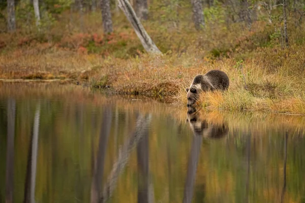 Vida Silvestre Finlandia Osos Wolverine Pájaros Foto Alta Calidad —  Fotos de Stock